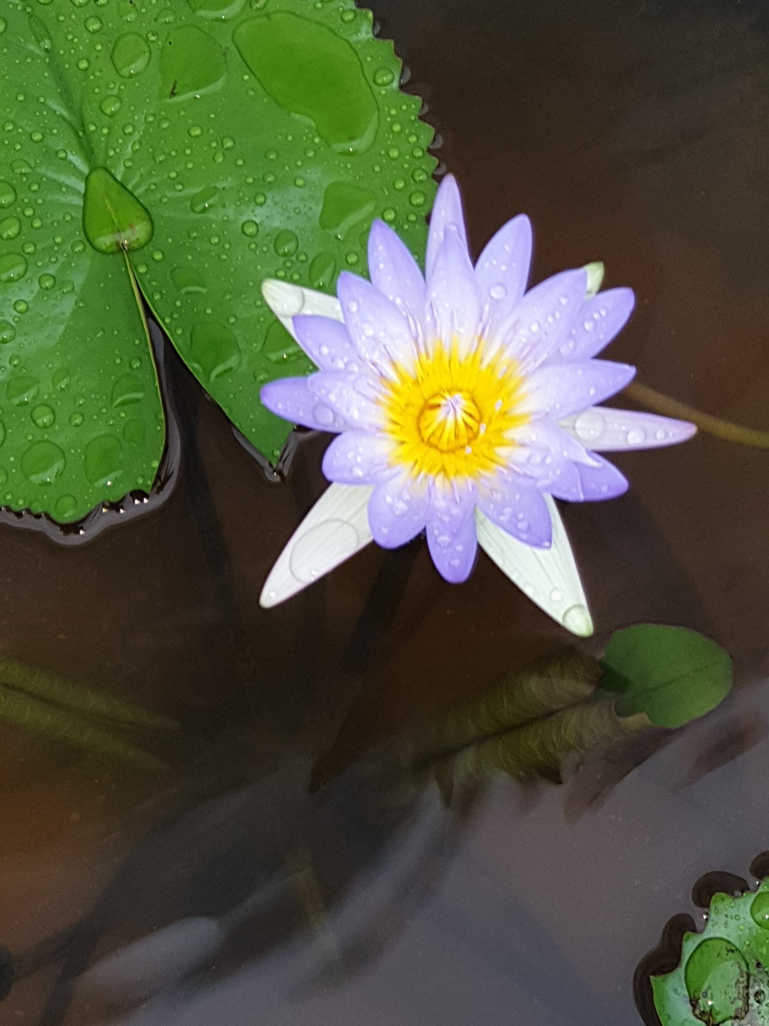 comment image 1