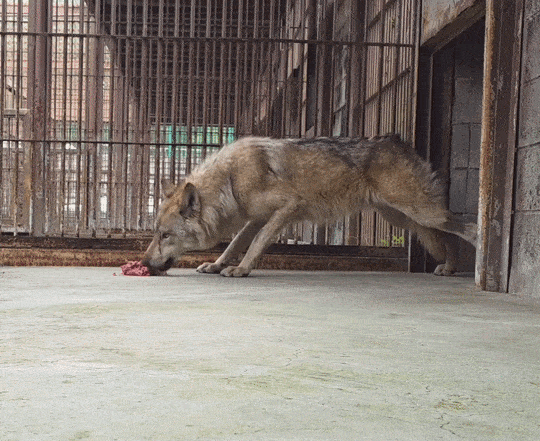 늑대 먹이를 바닥에?…논란 일자 오월드 해명