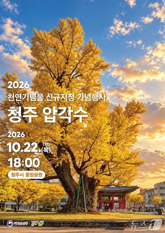 900년 은행나무 '청주 압각수'…22일 천연기념물 기념식