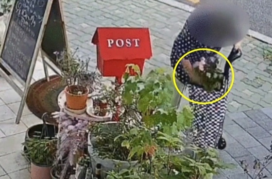 "부겐베리아 훔쳐간 할머니"…장바구니에 화초 슬쩍, CCTV 공개한 주인   