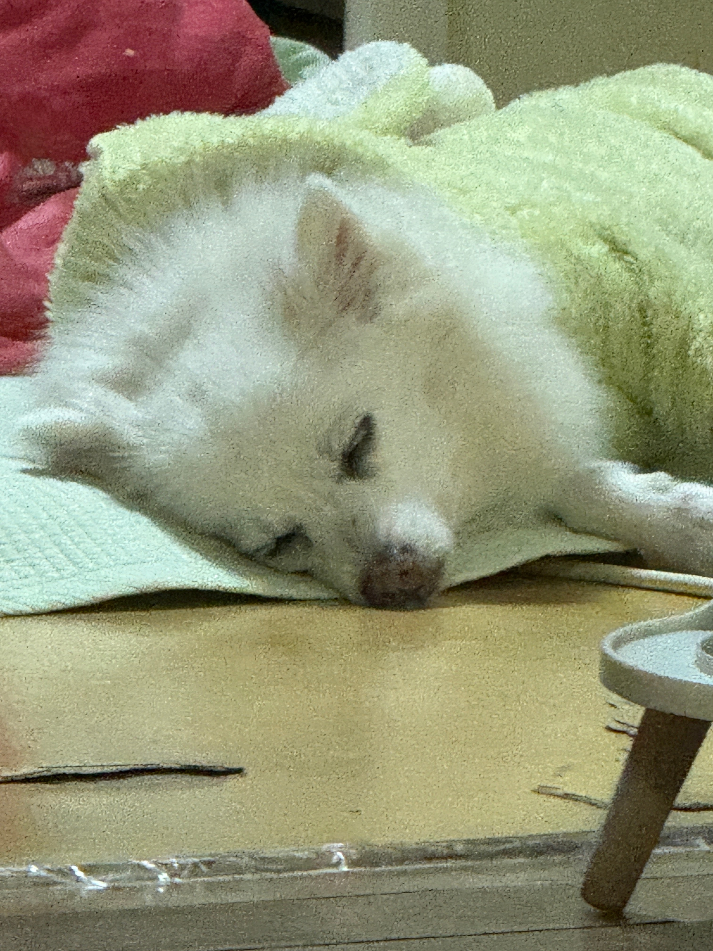 언니들안녕 나 다솜이 언니야