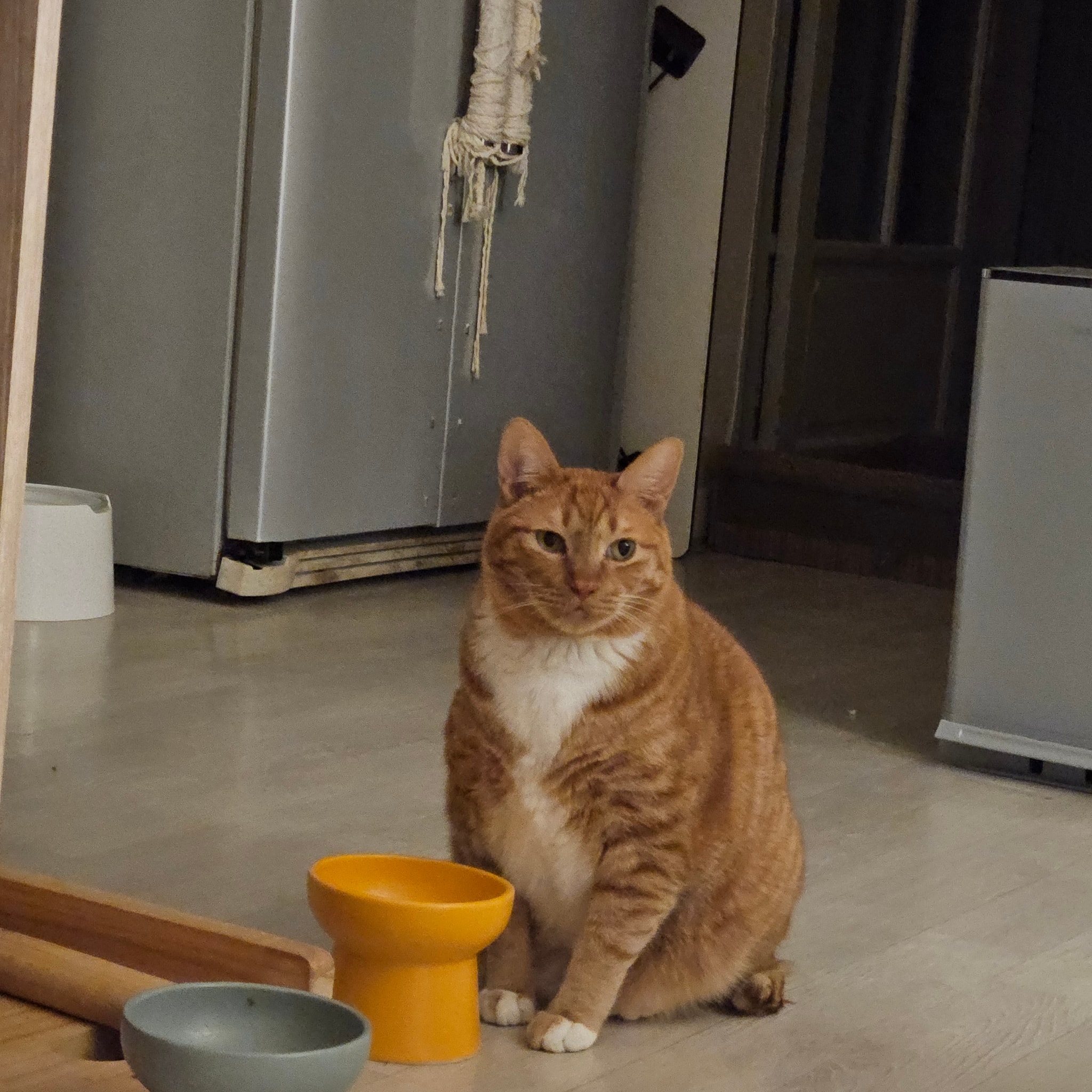 뚱뚱한 고양이 밥 준다 안준다