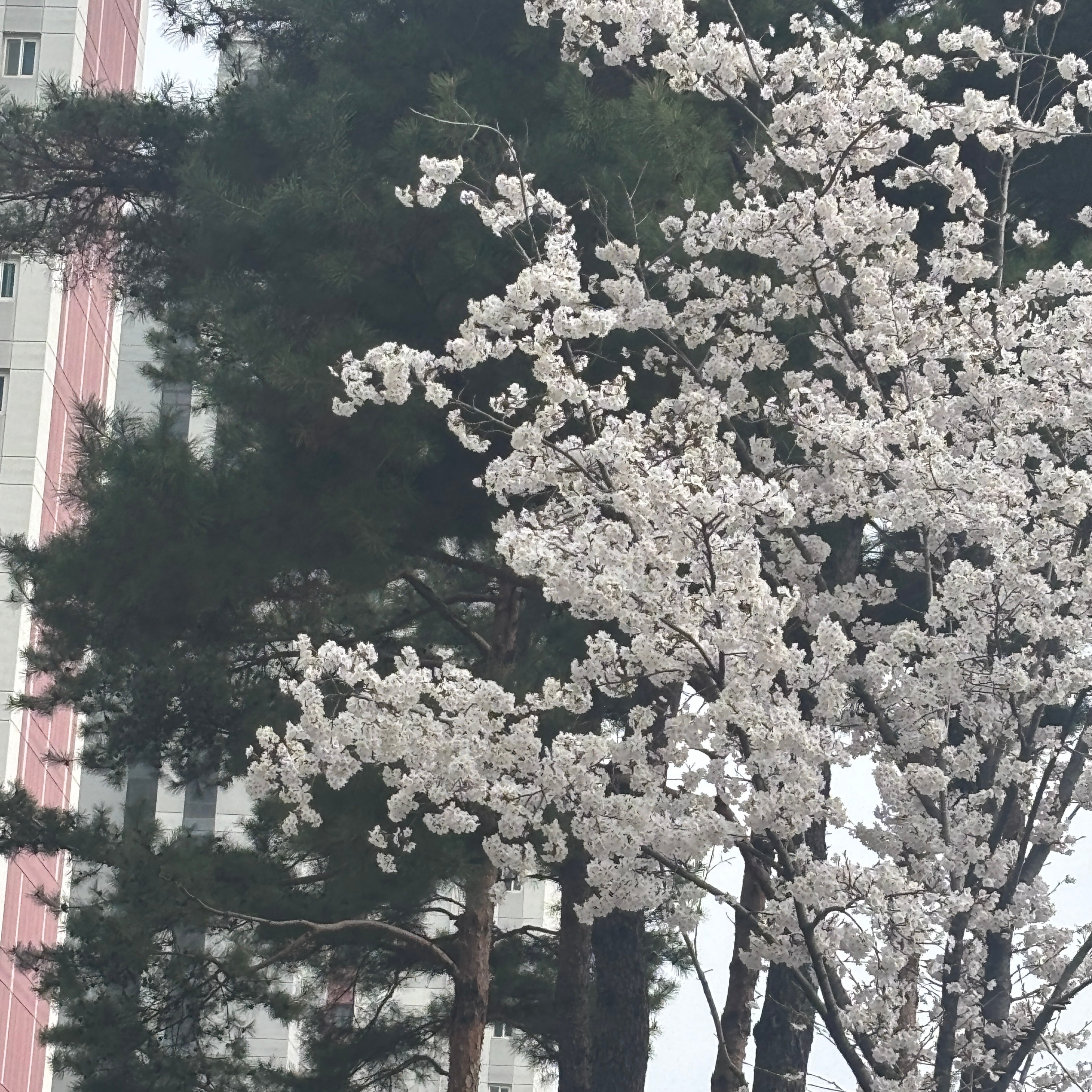 벚꽃 🤍🤍