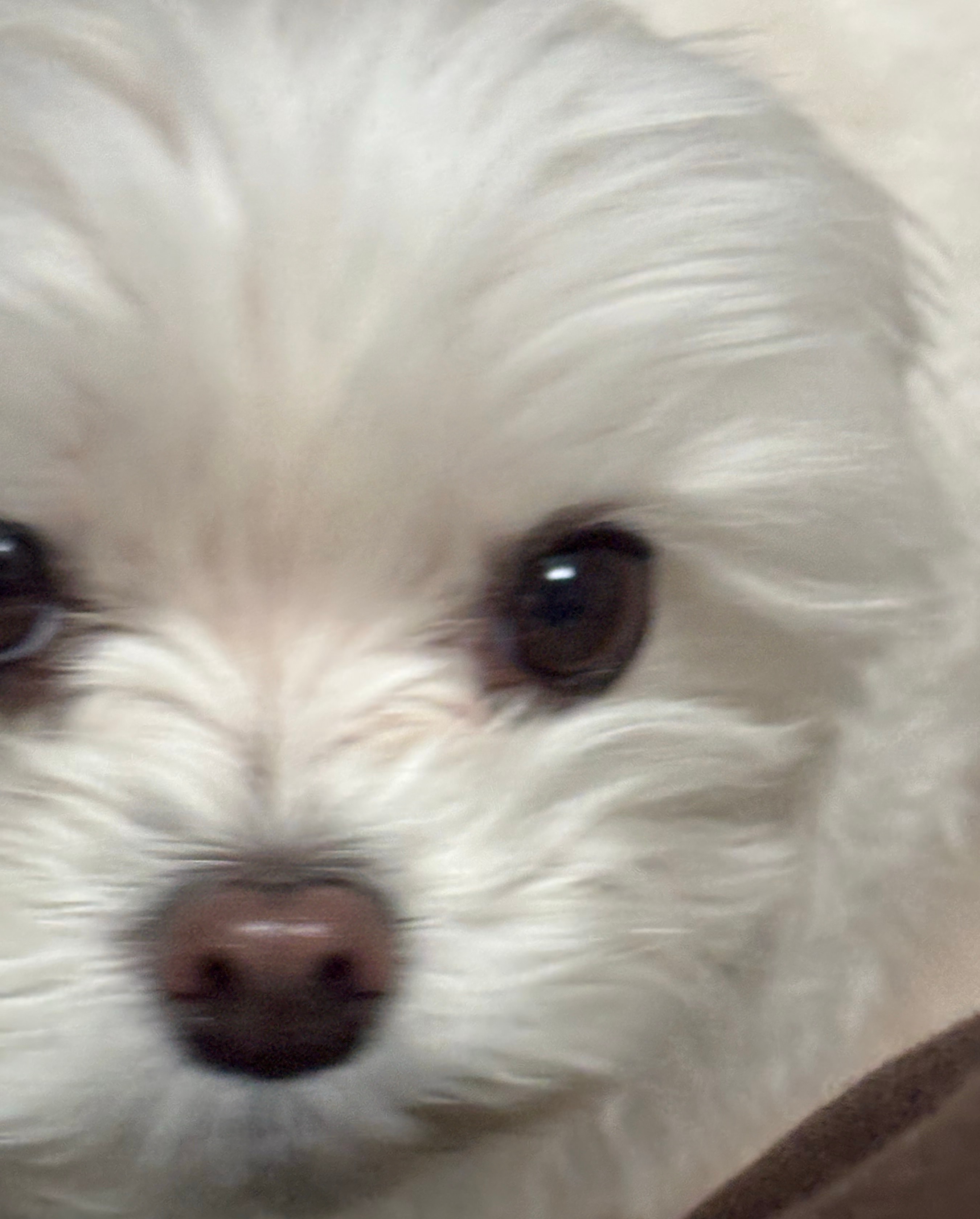 말티즈, 슬개골 탈구 초기 증상이 보여..