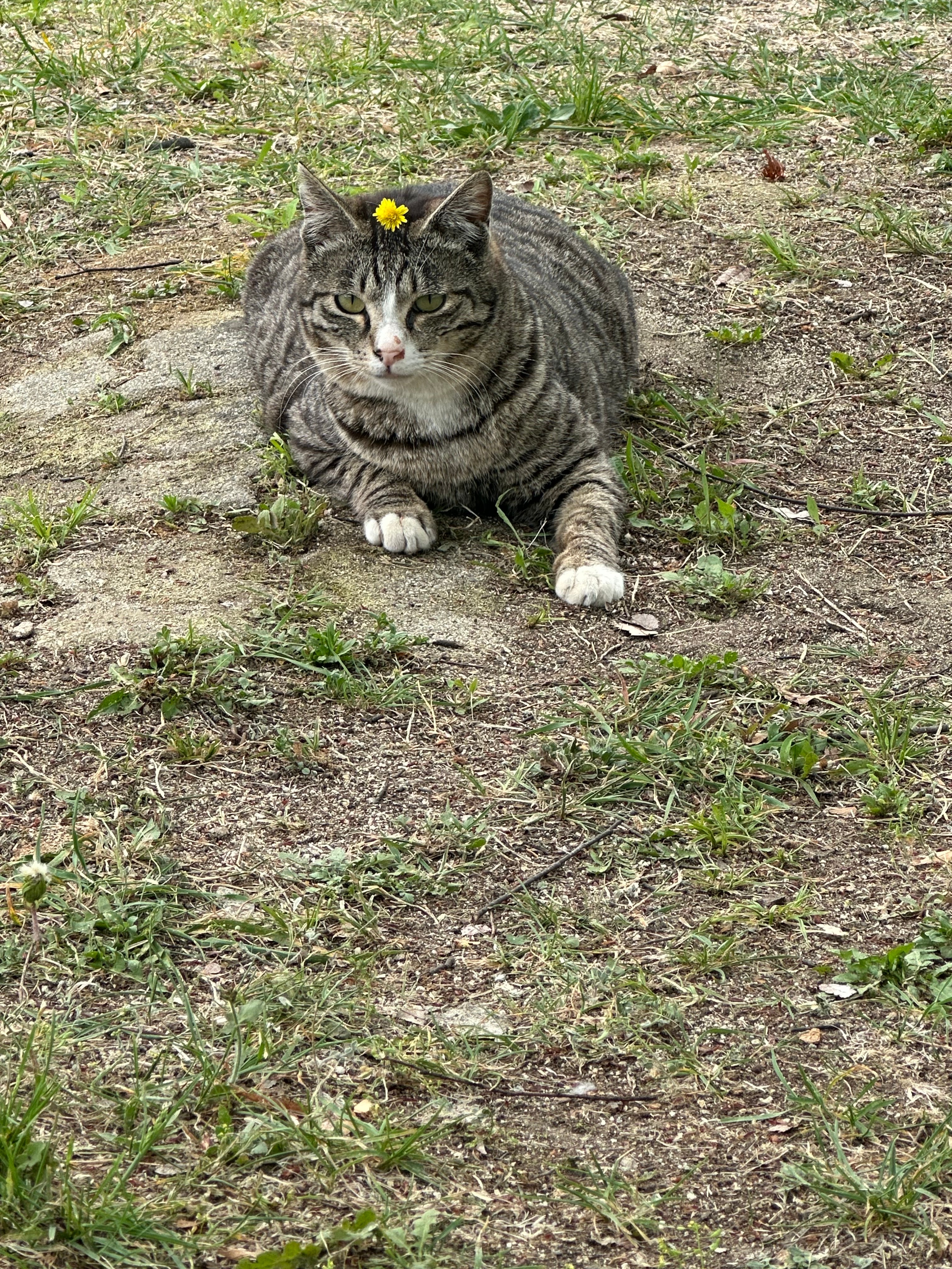 우리학교 고양이 대방출ㅋㅋㅋ