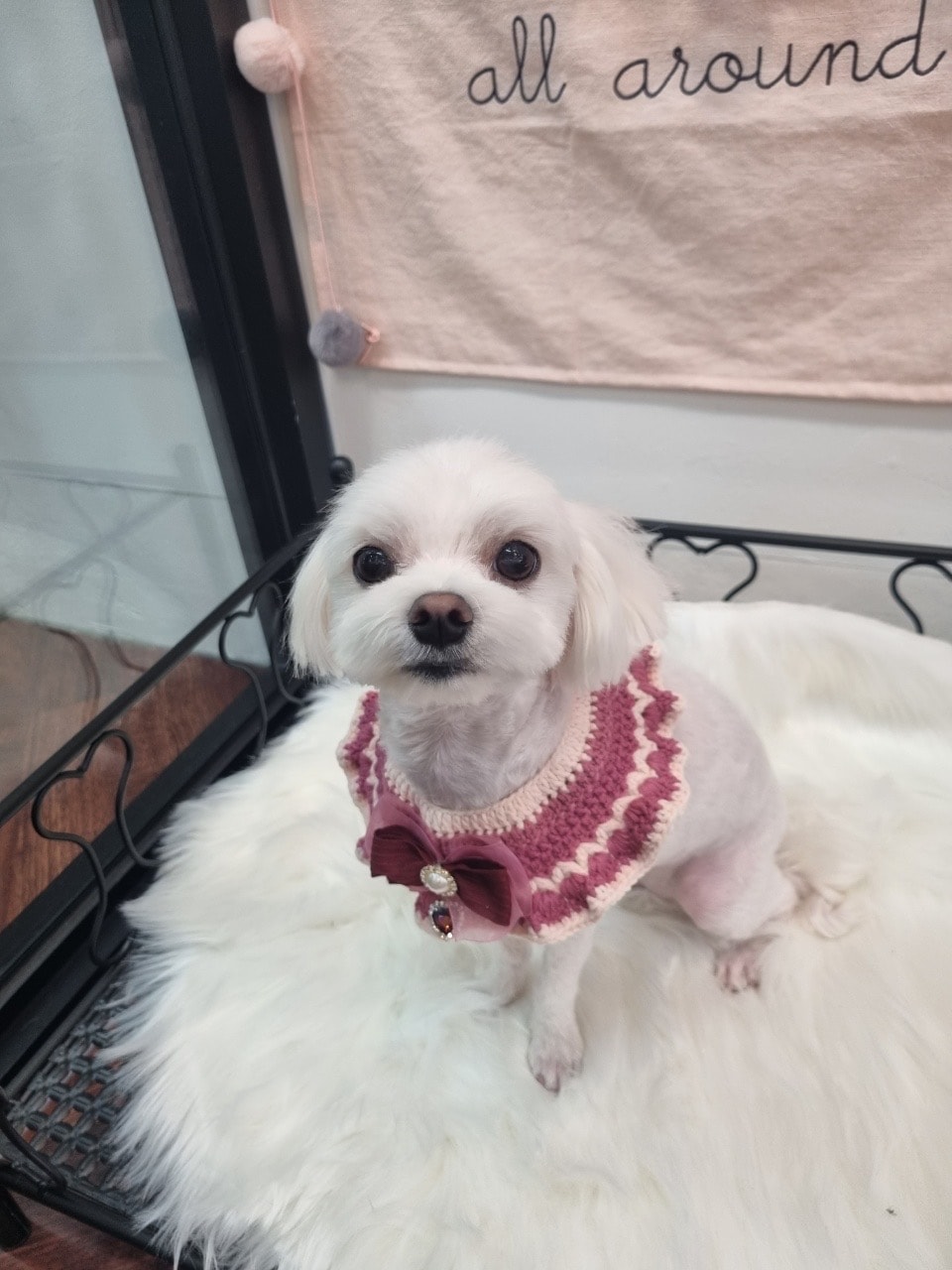 울집 강아지 자랑해보께